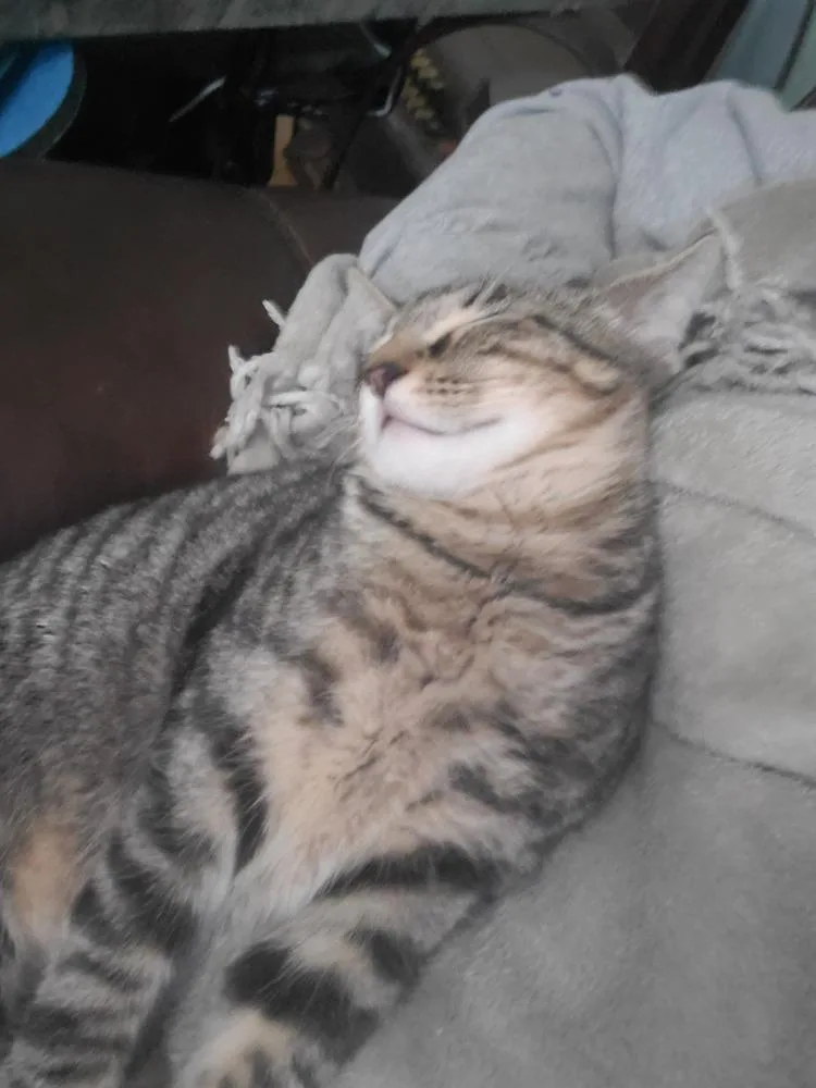 Tigger B thumbnail 6