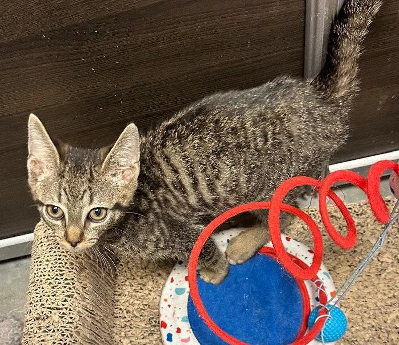 A young medium-sized male Domestic Short Hair cat named Tiger for adoption in Spring Lake, NJ