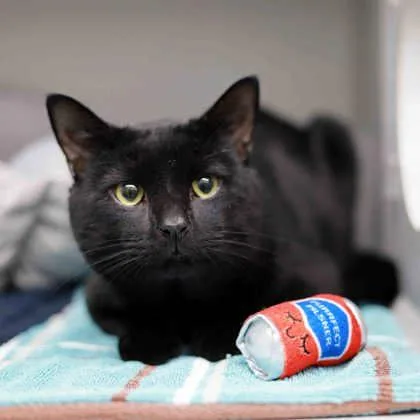 An adult small-sized male Black Bombay cat named Brutus for adoption in Atlanta, GA