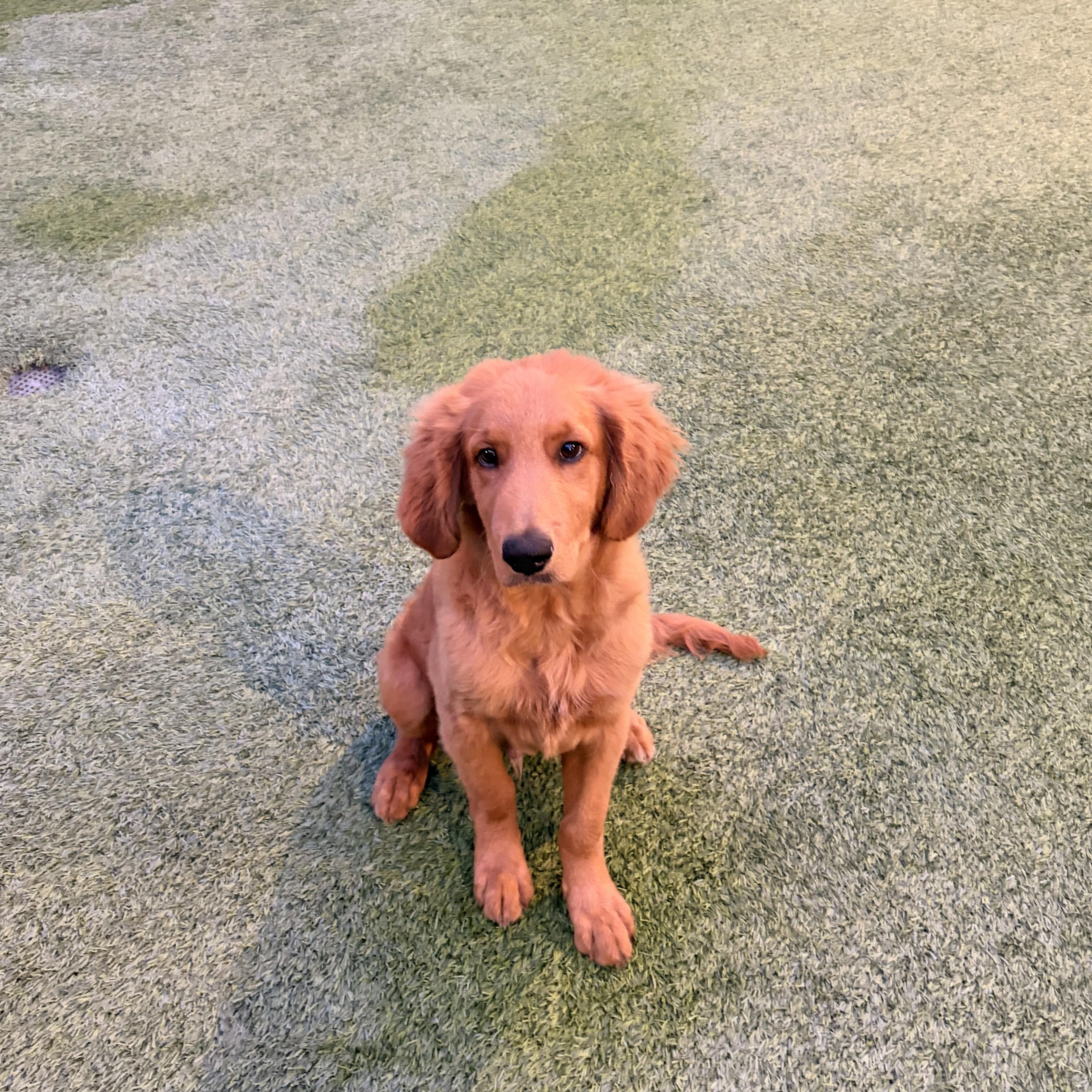 A young large-sized male Golden Retriever dog named Miloo for adoption in Torrance, CA
