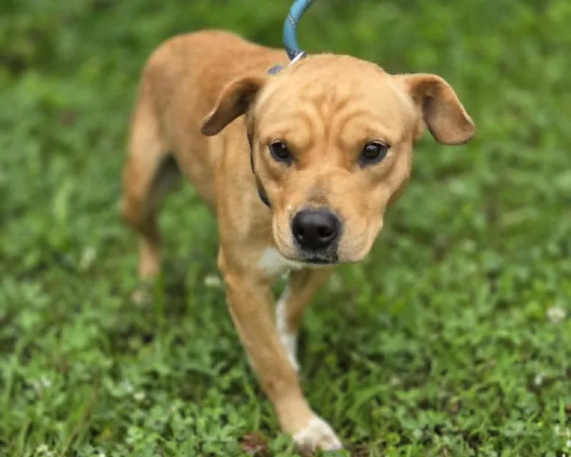 An adult medium-sized female Red / Chestnut / Orange Mixed Breed dog named Pumpkin for adoption in Anniston, AL