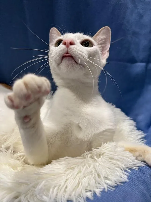 Daisy Belle thumbnail 2