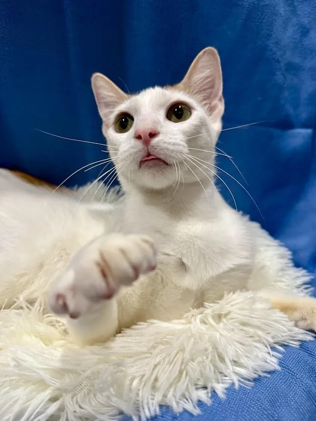 Daisy Belle thumbnail 3