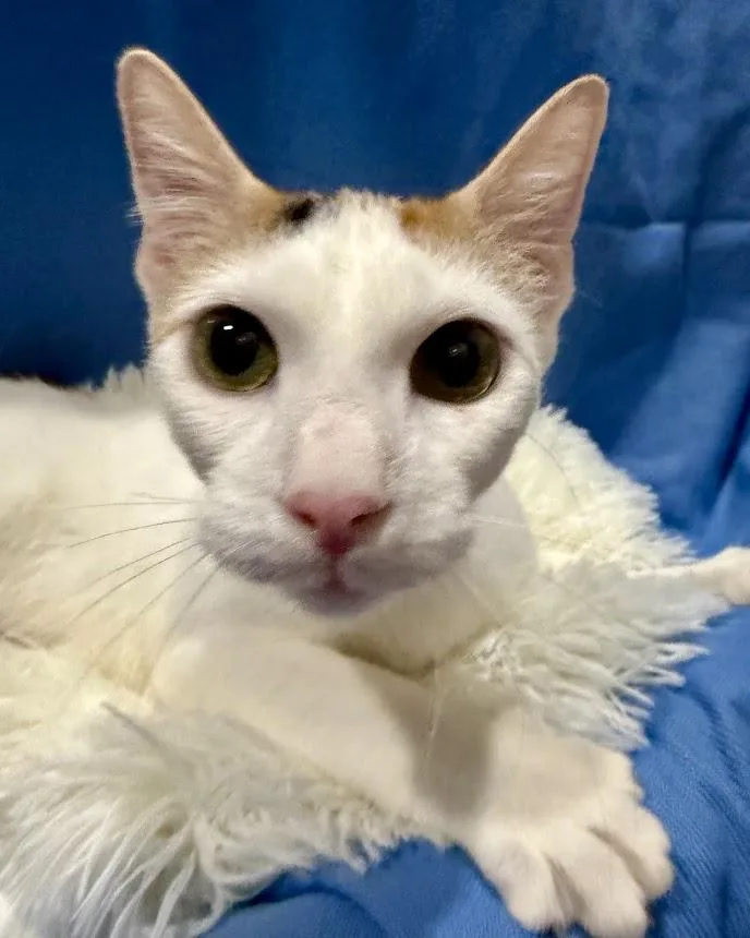 Daisy Belle thumbnail 4