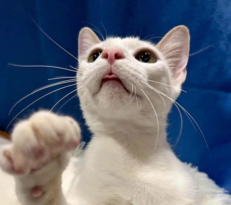 Daisy Belle thumbnail 5