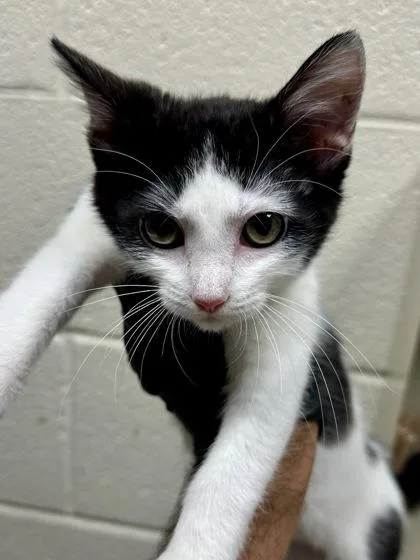 A baby medium-sized female Domestic Short Hair cat named Moolene for adoption in Wichita, KS