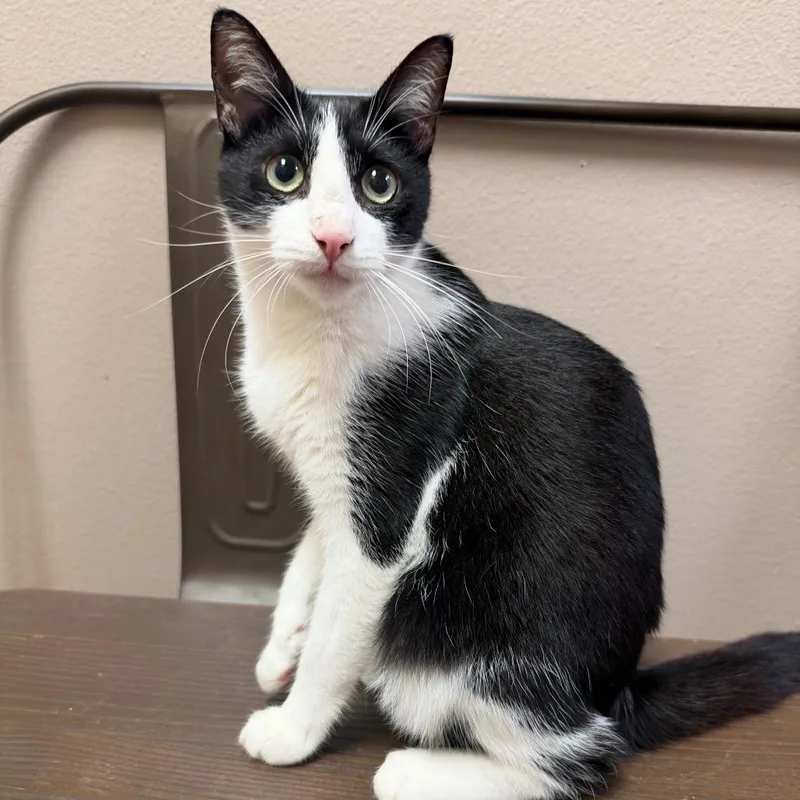 A young small-sized female Black Domestic Short Hair cat named Beep Beep for adoption in Westminster, CA