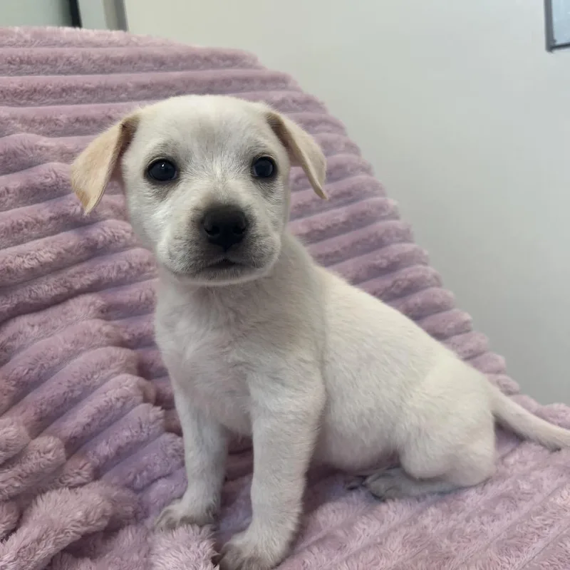 A baby medium-sized male White / Cream Cattle Dog dog named Coconut for adoption in Salt Lake City, UT
