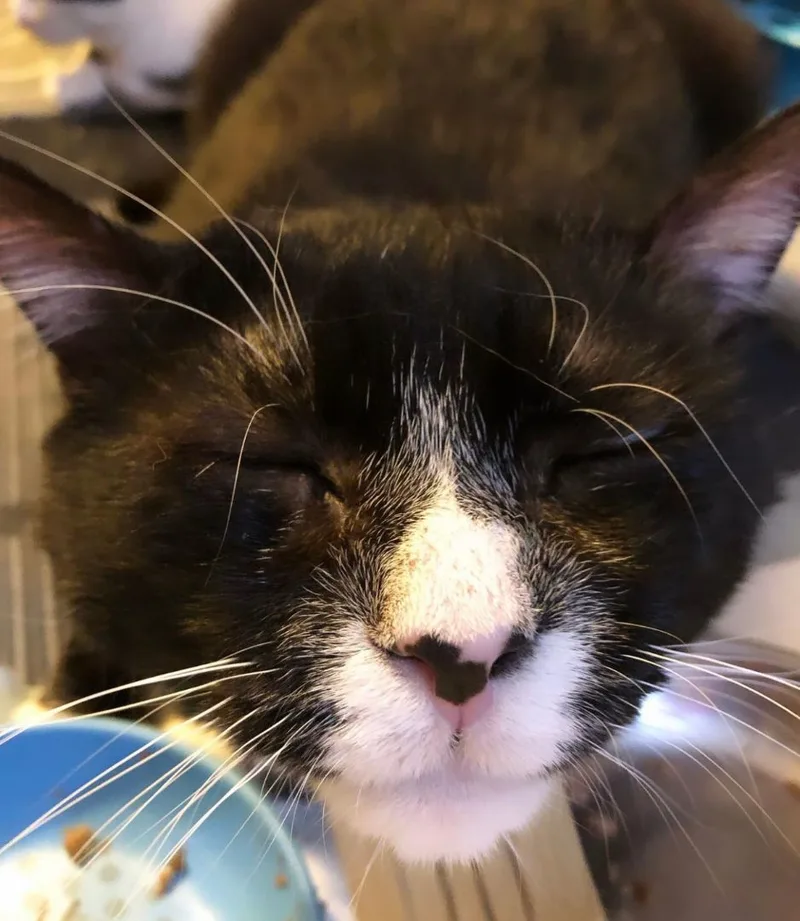 Hugo – Sweet  thumbnail 2