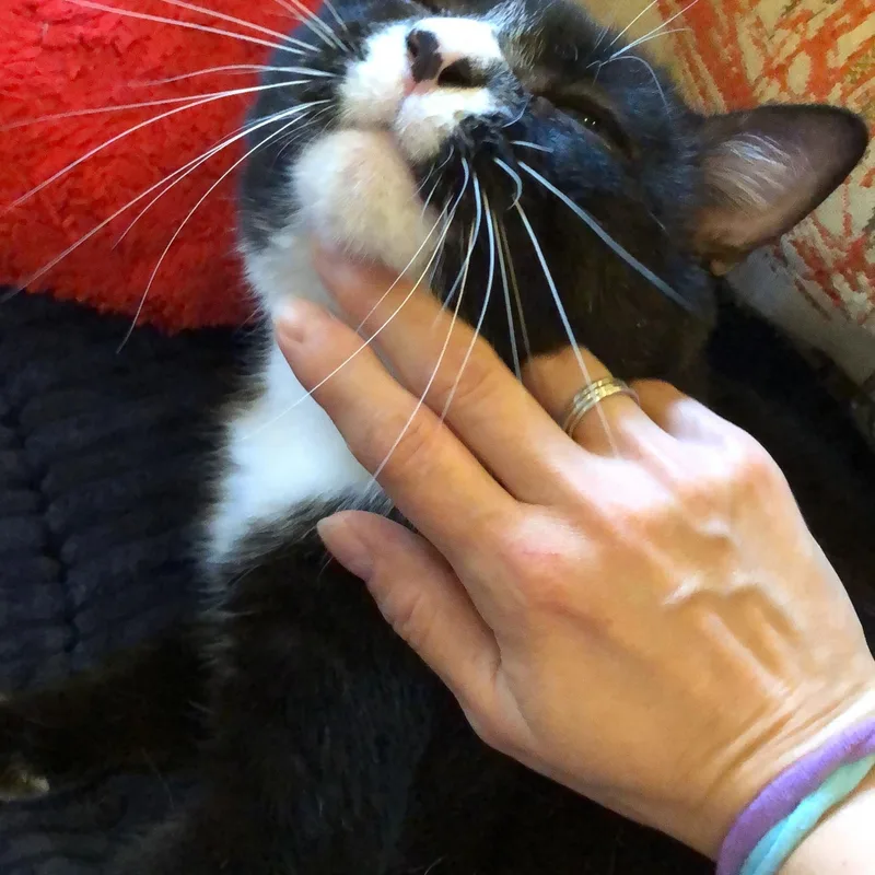 Hugo – Sweet  thumbnail 3