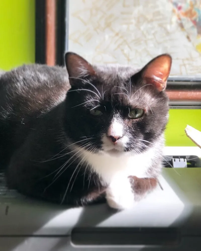 Hugo – Sweet  thumbnail 4