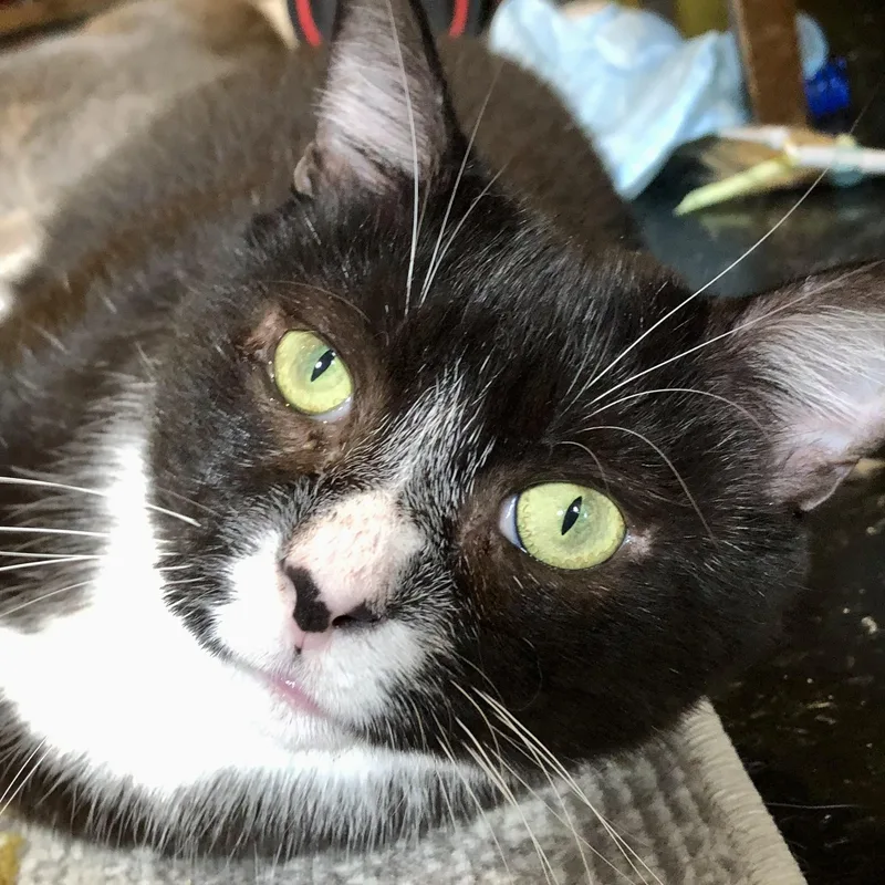 Hugo – Sweet  thumbnail 5