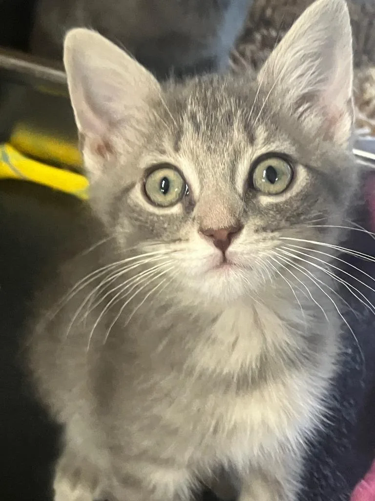 A baby small-sized male Domestic Short Hair cat named Parker for adoption in Lunenburg, MA