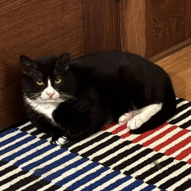 An adult medium-sized male Black & White / Tuxedo Domestic Short Hair cat named Whitley for adoption in Lemoyne, PA