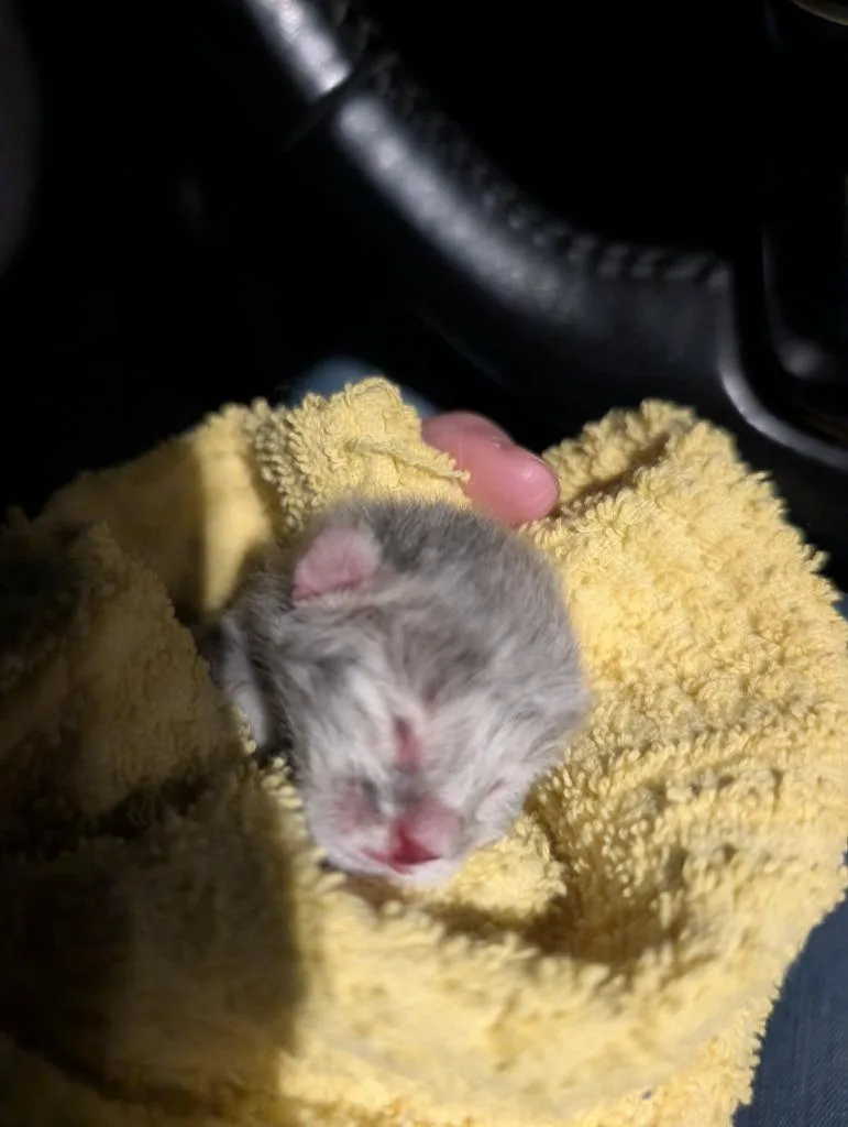 A baby medium-sized male Domestic Short Hair cat named Grey Tabby for adoption in Portland, IN