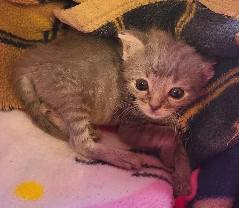 Grey Tabby thumbnail 2