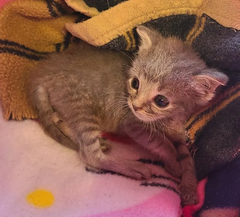 Grey Tabby thumbnail 3
