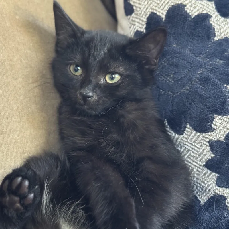 A baby medium-sized male Domestic Short Hair cat named River for adoption in Clifton, NJ