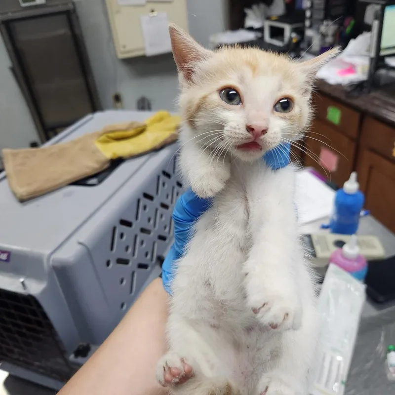 A baby small-sized female White Domestic Short Hair cat named Carla for adoption in Summerville, SC