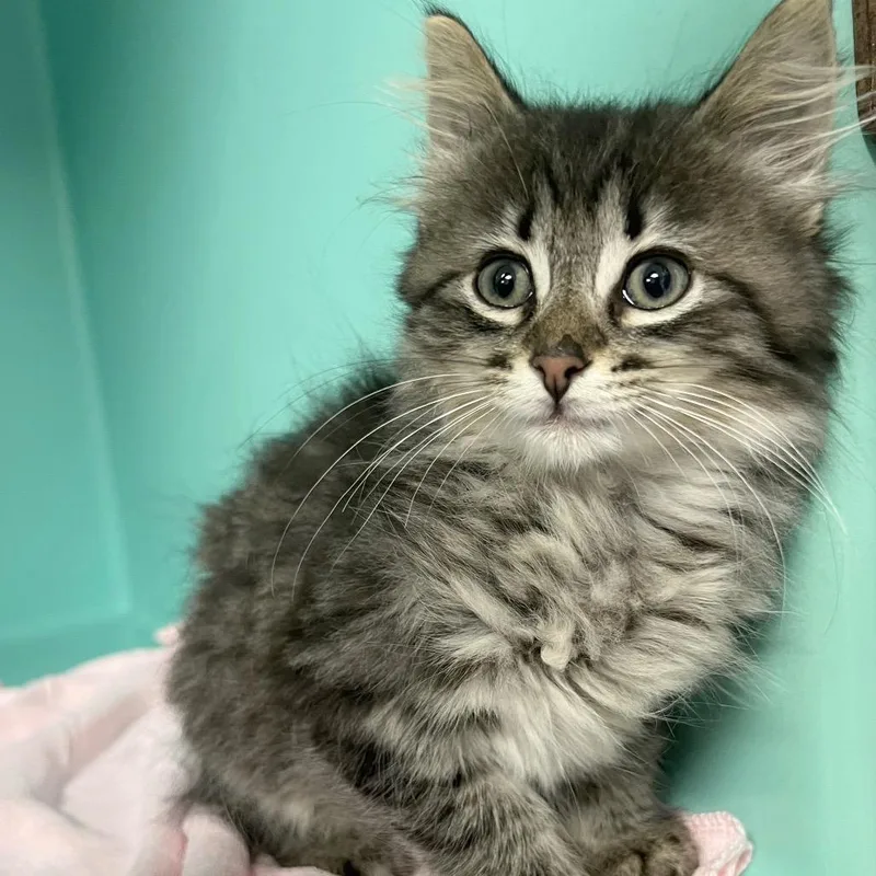 A baby small-sized male Brown / Chocolate Domestic Medium Hair cat named Fozzie for adoption in Owosso, MI