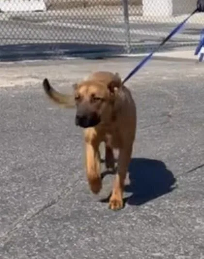 A young medium-sized female Merle (Red) Belgian Shepherd / Malinois dog named Wanda for adoption in Frazier Park, CA