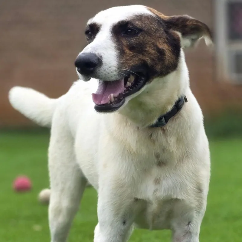 A young medium-sized female White / Cream Border Collie dog named Whelma for adoption in Anderson, SC