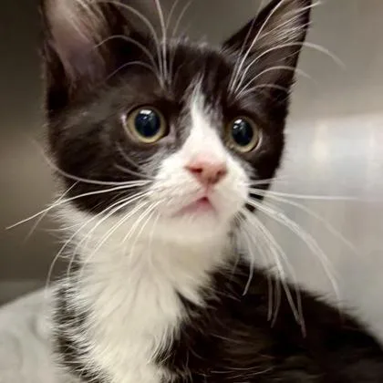 A baby small-sized female Domestic Short Hair cat named Audit for adoption in Sacramento, CA