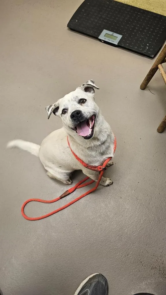 A young small-sized male Cattle Dog dog named Puddincup for adoption in Crossville, TN