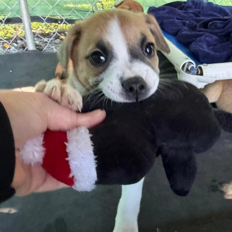 A baby small-sized female Yellow / Tan / Blond / Fawn Boxer dog named Brussel Sprout for adoption in Waynesville, NC