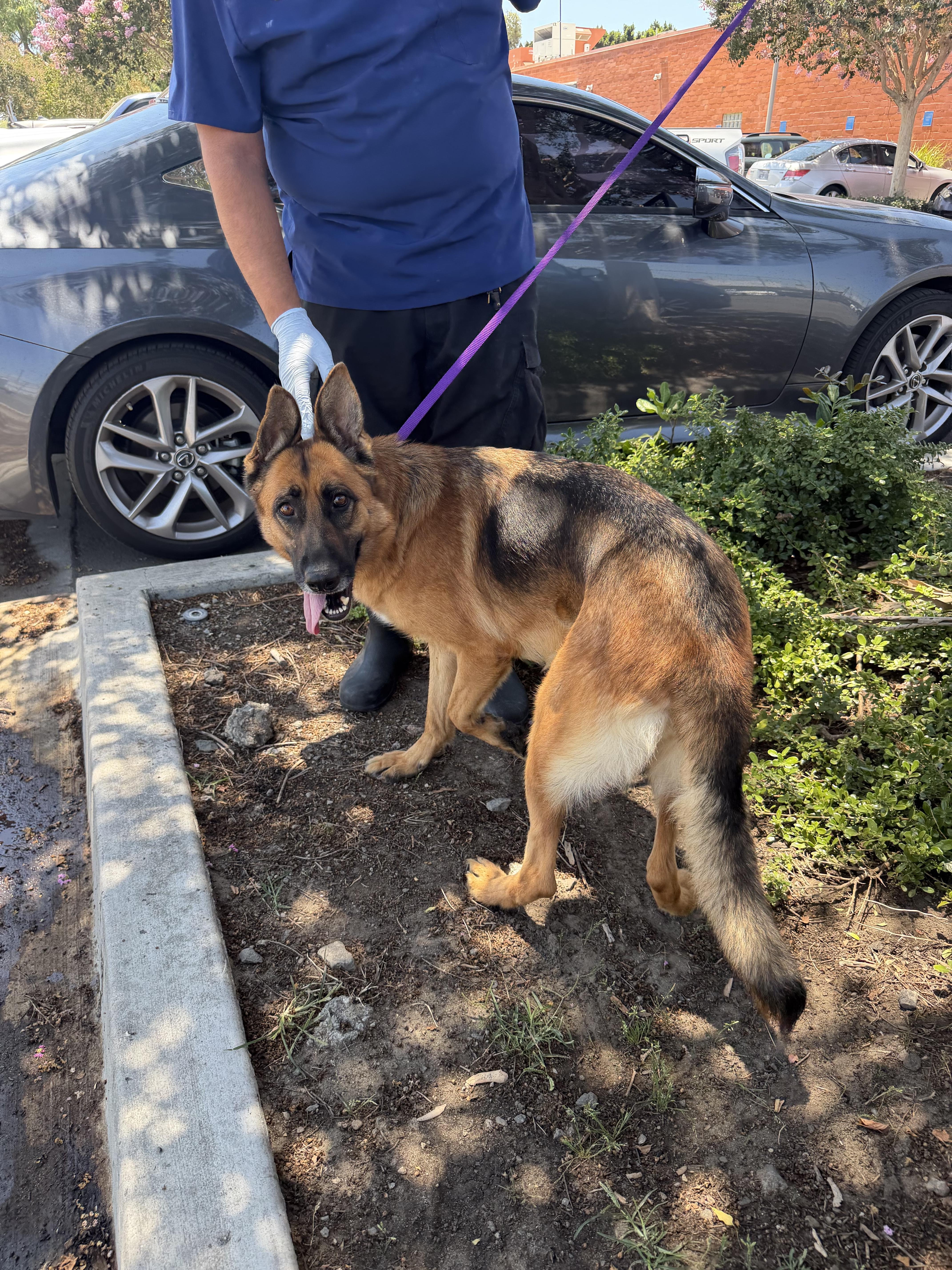 An adult medium-sized female Tricolor (Brown, Black, & White) Shepherd dog named Millie for adoption in Frazier Park, CA