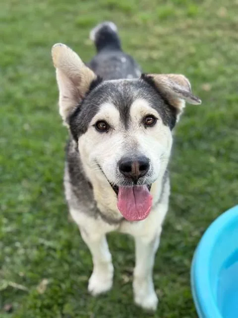 An adult medium-sized male Siberian Husky dog named Pops for adoption in Riverside, CA