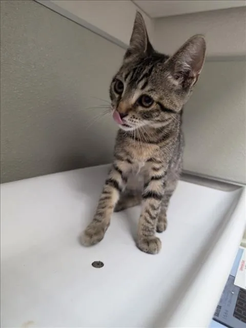 A baby small-sized male Domestic Short Hair cat named Courage for adoption in Tracy, CA