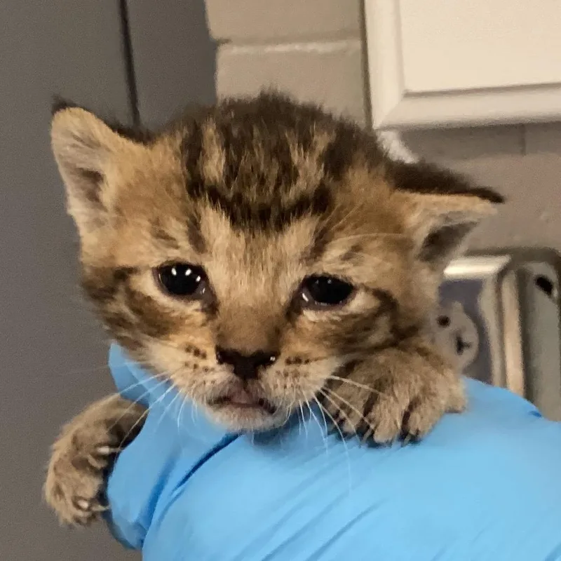 A baby small-sized male Brown / Chocolate Domestic Short Hair cat named Quoodles for adoption in Greenville, SC