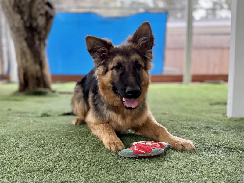 A young large-sized male Black German Shepherd Dog dog named Winston for adoption in San Diego, CA