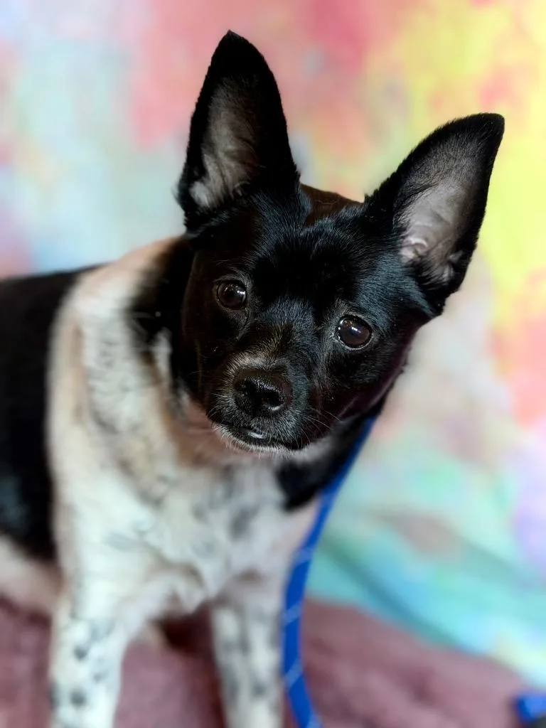 A young medium-sized female Chihuahua dog named Nani for adoption in Wintersville, OH
