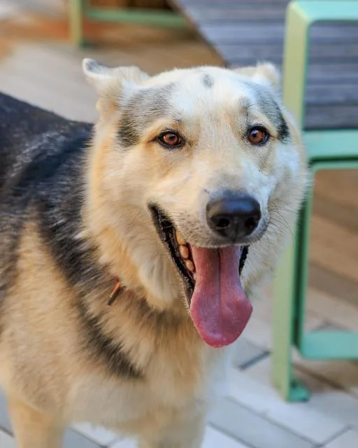 An adult medium-sized male German Shepherd Dog dog named Cub for adoption in Brighton, CO