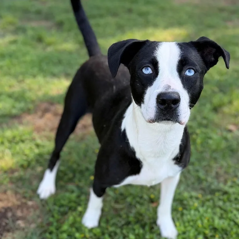 An adult medium-sized female Black Mixed Breed dog named Hope for adoption in Summerdale, AL
