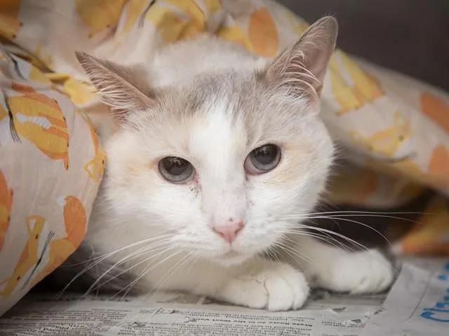 An adult small-sized female Domestic Short Hair cat named Ellie Furtado for adoption in Phoenix, AZ