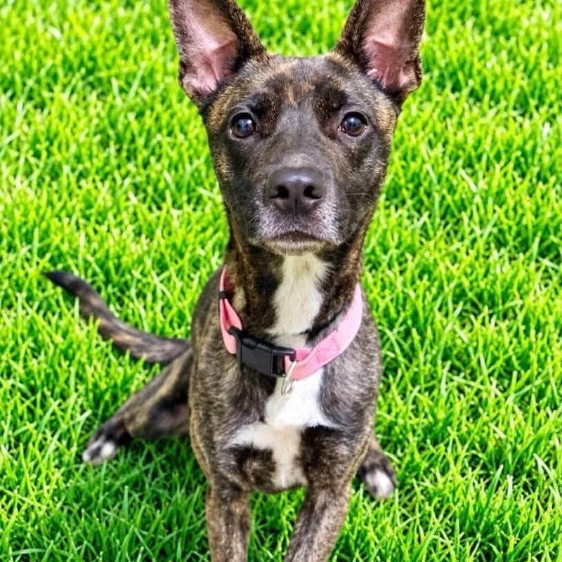 A young medium-sized female Brindle Dutch Shepherd dog named Lola for adoption in Battle Creek, MI
