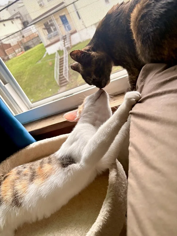 A young medium-sized female Domestic Short Hair cat named Bella for adoption in Greensburg, PA