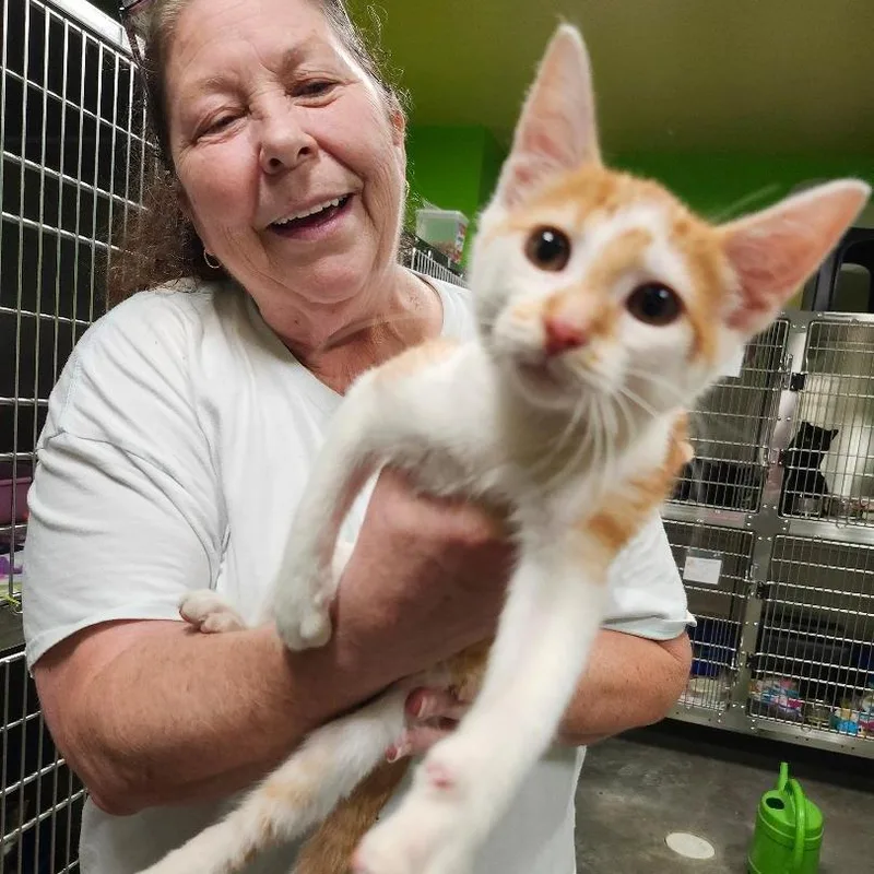 A young small-sized male Orange / Red Domestic Short Hair cat named Simba for adoption in Brookfield, MO