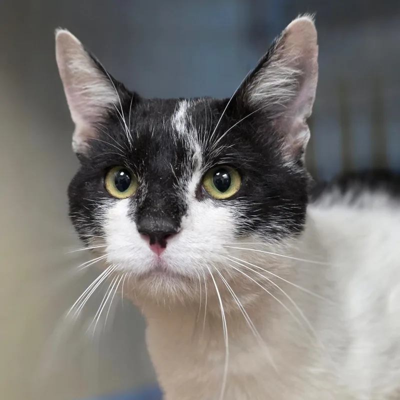 An adult large-sized male Black Domestic Short Hair cat named Box Wood for adoption in Chatham, VA