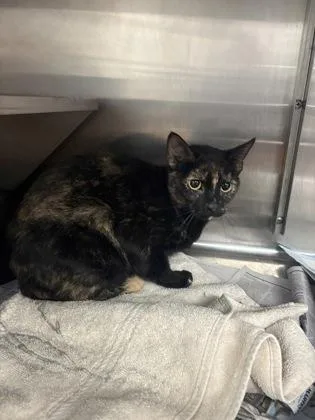 An adult small-sized female Domestic Short Hair cat named Zeppelin for adoption in West Chester, PA