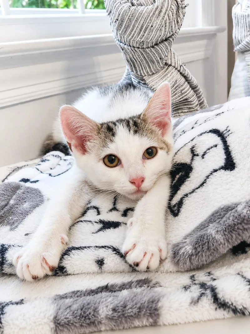 A baby medium-sized male Tabby (Brown / Chocolate) Domestic Short Hair cat named Marshmallow for adoption in Greensboro, NC