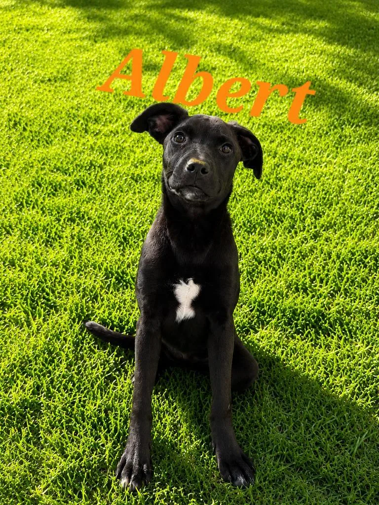 A young medium-sized male Labrador Retriever dog named Albert for adoption in Livingston, LA