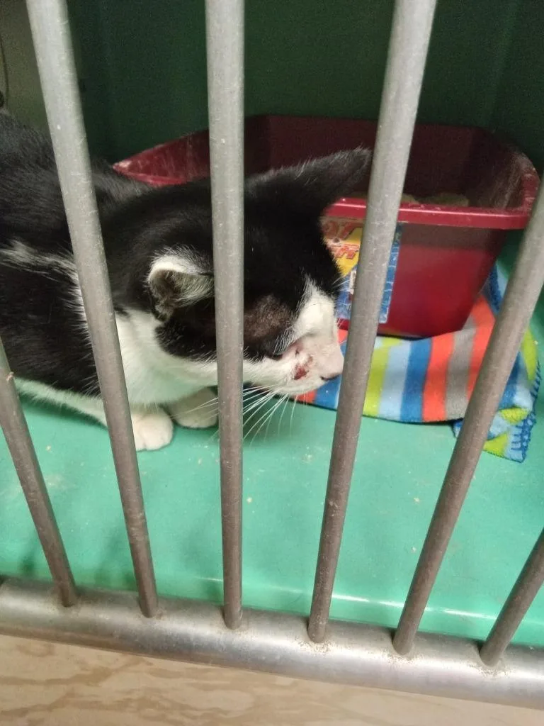 A young medium-sized male Domestic Short Hair cat named Handsom for adoption in Utica, MI