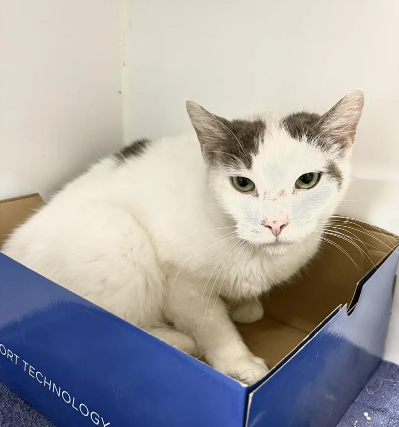 An adult large-sized male Domestic Short Hair cat named Sammy for adoption in Rochester, IN