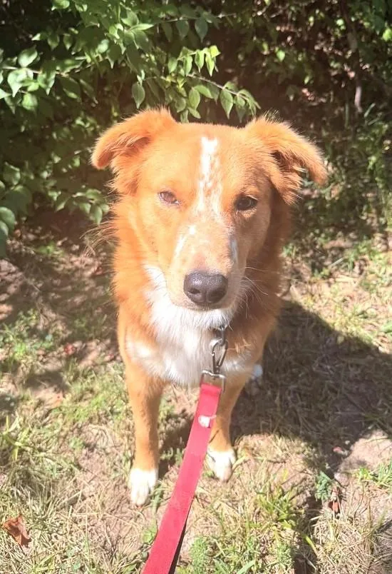 An adult medium-sized male Red / Chestnut / Orange Collie dog named Freckles for adoption in Pegram, TN