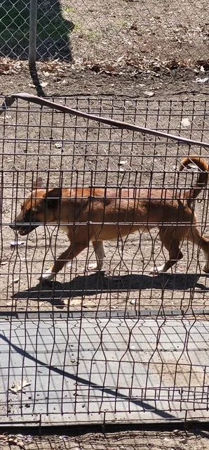 A young small-sized male Terrier dog named Scott for adoption in San Antonio, TX