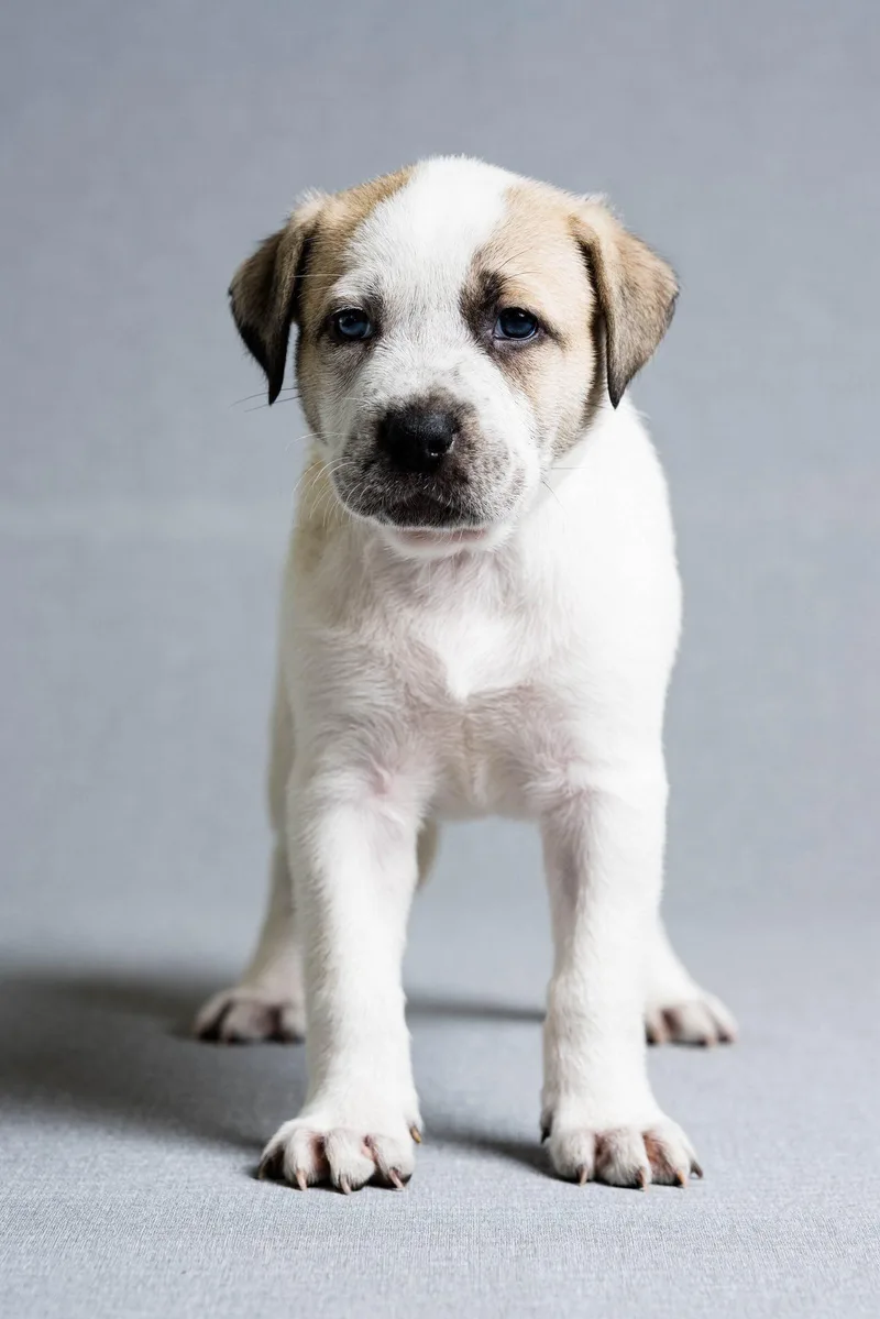 A baby large-sized female Mixed Breed dog named Tutu for adoption in Oregon, OH